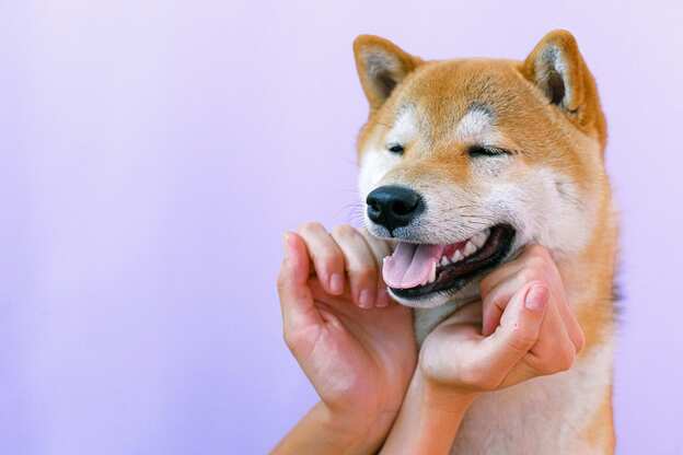 dog getting a massage
